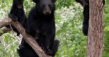 Officials Warn About Future Danger As Bear Attack Kills 39 Year Old Woman