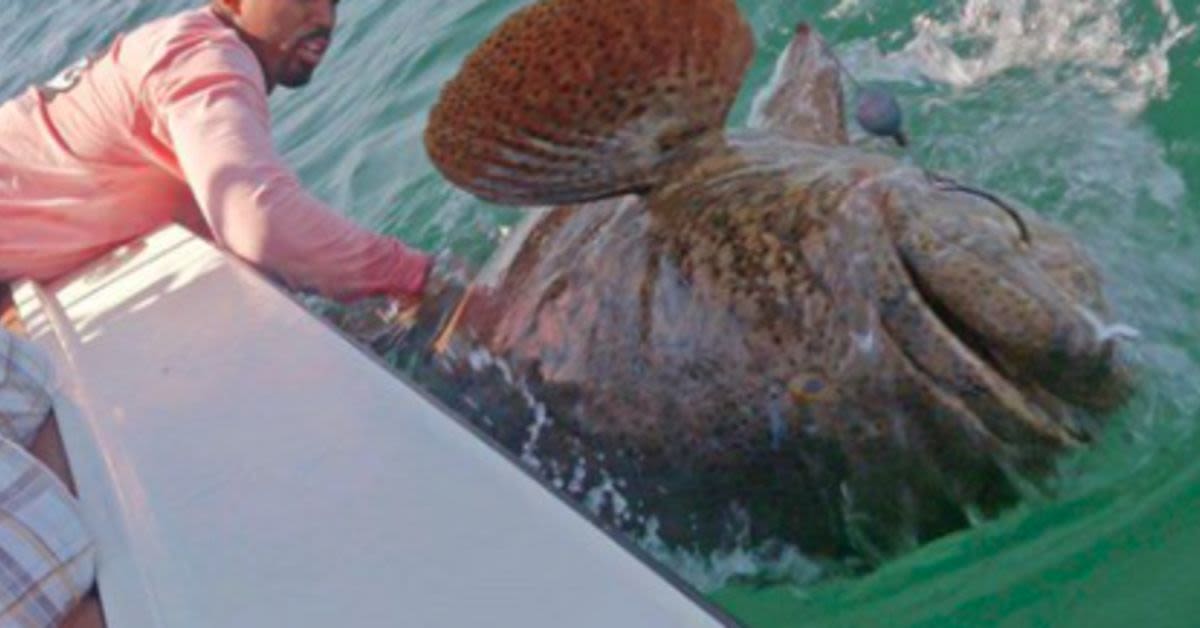 Massive 400 Pound Grouper Caught Off South Carolina Coast