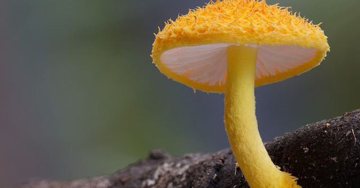 Peer Reviewed Studies Warming Up To Magic Mushroom Medical Use