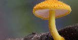 Peer Reviewed Studies Warming Up To Magic Mushroom Medical Use