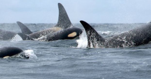 &#039;Killer Whales&#039; Earning Their Name As Attacks On Humans, Boats Rising