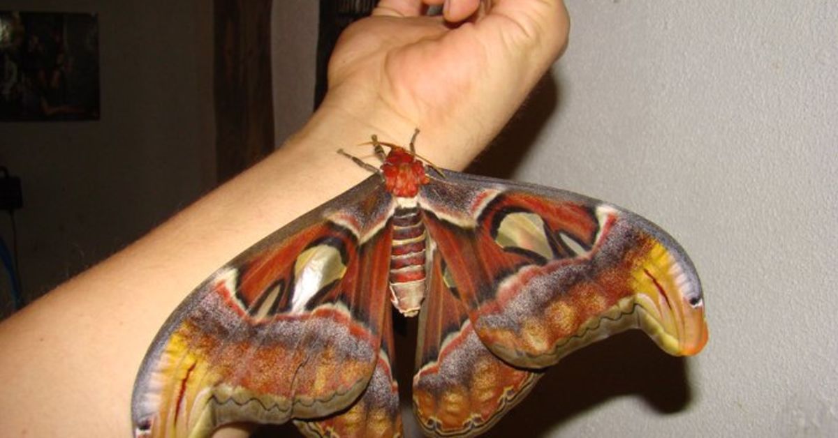 Amazing: World&#039;s Biggest Moth Seen In US For First Time