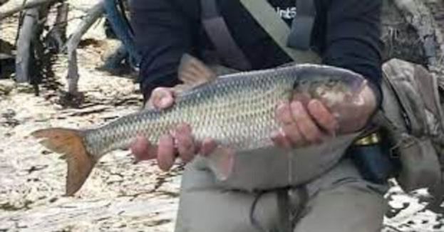 As Season Begins, One Record Breaking Fish Was Caught In Virginia
