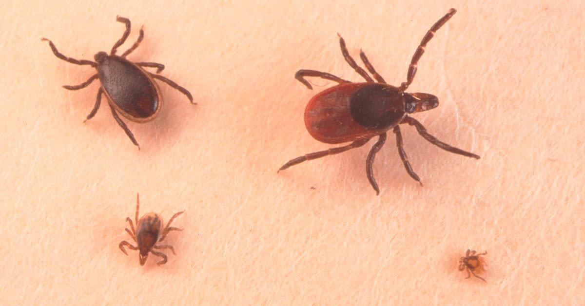 When Will The Lyme Disease Vaccine Be Available?