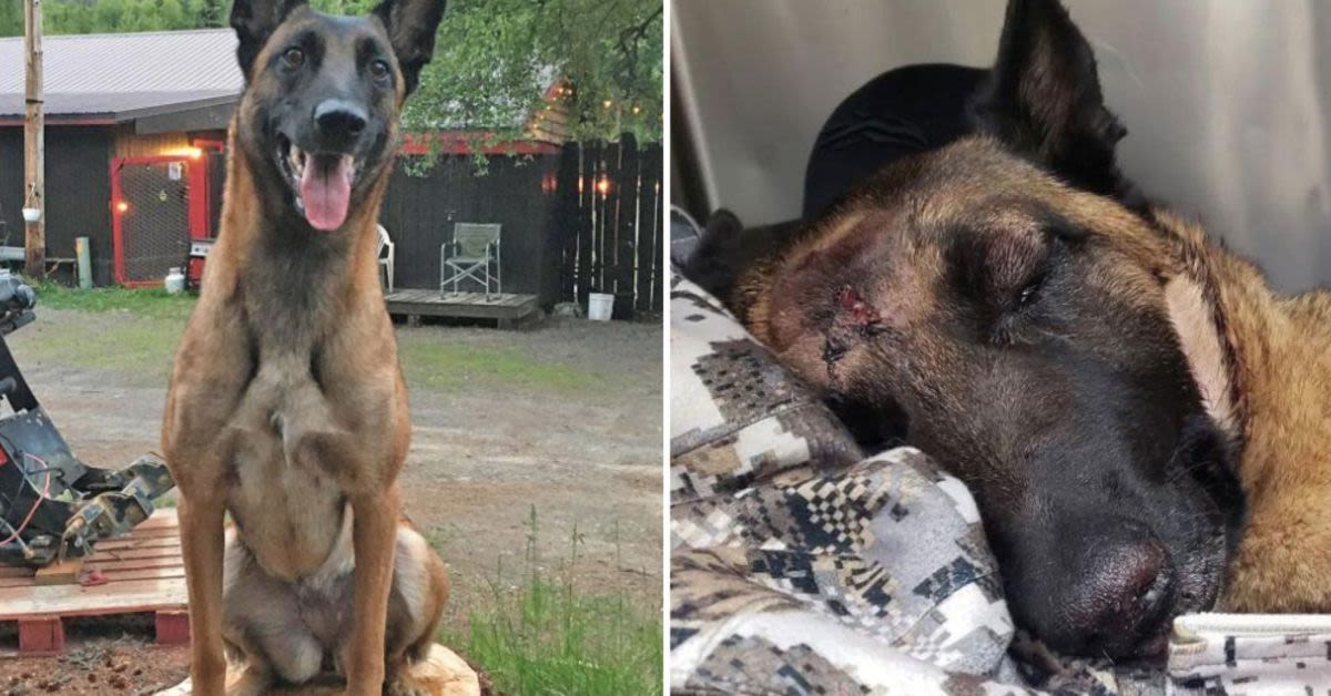 Hero Dog Who Battled Mountain Lion To Save Her Owner Succumbs To Her Wounds